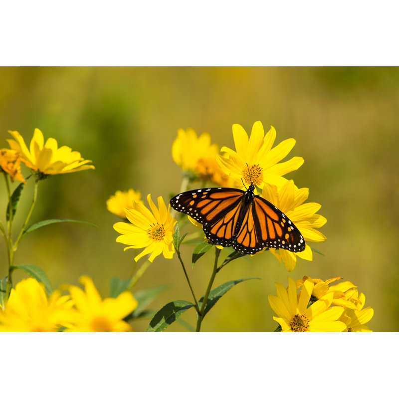 «Monarch Butterfly» par Bookguy - Photographie sur toile tendue, L 12 po x H 8 po