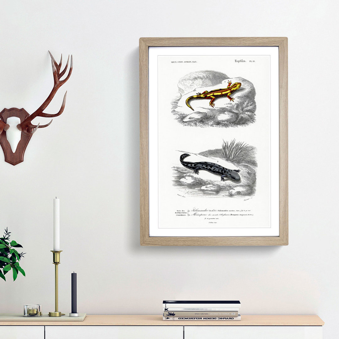 Salamander Illustrations PL. 18 by Charles d' Orbigny - Picture Frame Painting Print