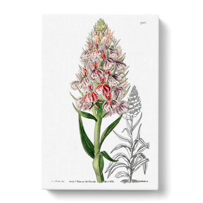Spiked Orchid - Wrapped Canvas