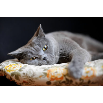 «British Shorthair Cat» par Gilotyna - photographie sur toile tendue