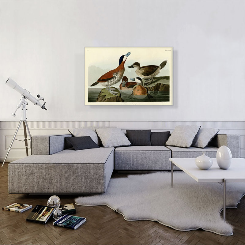 Ruddy Duck par James Audubon, reproduction d'art sur toile tendue, H 26 po x l 40 po x 1,5 po