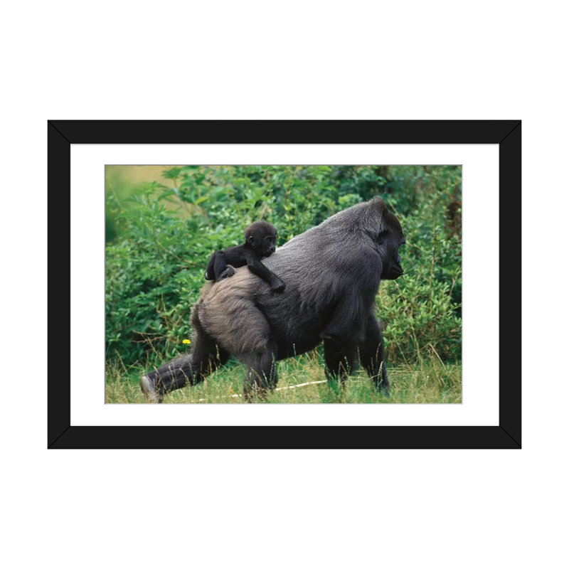 Reproduction sur toile tendue d'un gorille de l'Ouest, Papier d'art encadré noir, Blanc, H 24 po x l 32 po x P 1 po