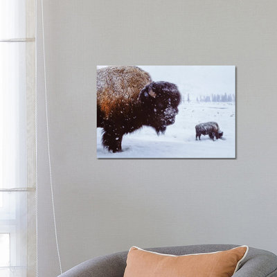 Bison In The Snow by Joel Sartore - Gallery-Wrapped Canvas Giclée on Canvas