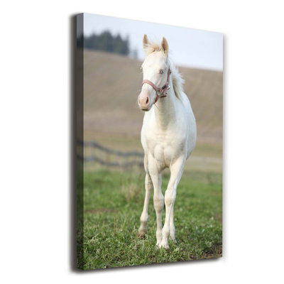 Albino Horse - Wrapped Canvas Print