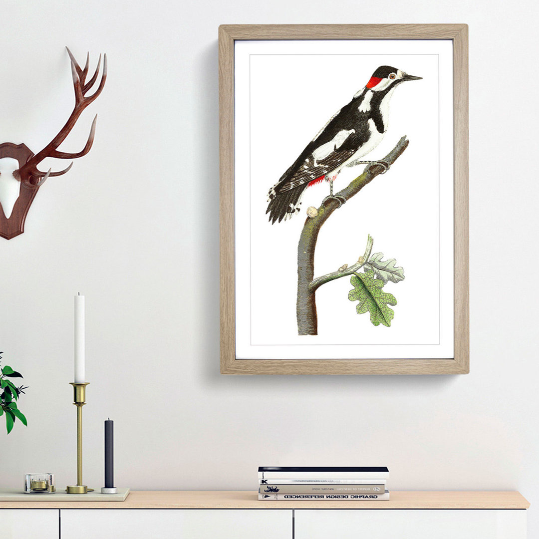 Great-Spotted Woodpecker by George Shaw - Framed Print