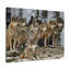 Loup - photographie sur toile tendue-851229188