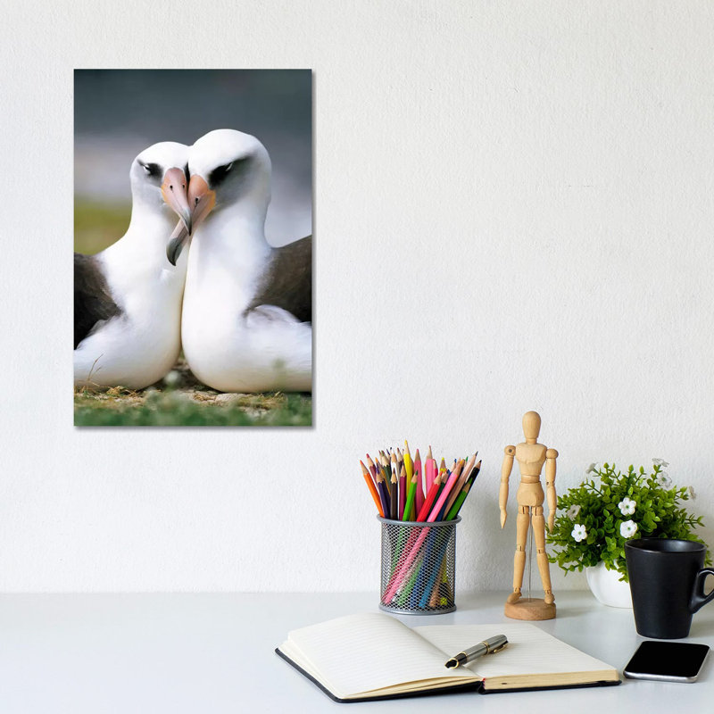 Laysan Albatross Pair Bonding, Midway Atoll, Hawaii II by Tui De Roy - Wrapped Canvas Print, 20.32 cm H x 30.48 cm W