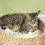 72cm Cat Tree Kitten Tower with 2 Beds Scratching Post Toy Ball Beige