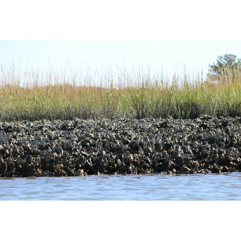 " Coastal Oyster Bed " by Pamschodt, 12" H x 18" W