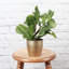 Live Green Prayer Plant in Classic Pot