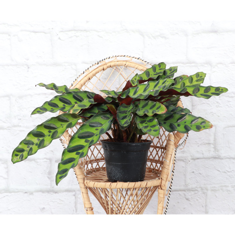 Live Rattlesnake Calathea Plant, Black, Nursery Pot