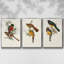 Elegant Trogons I 3 pièces-97795616-97795613