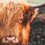 Portrait d'une vache Highland encadrée, Hygge-119950375