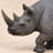Rhinoceros Garden Statue