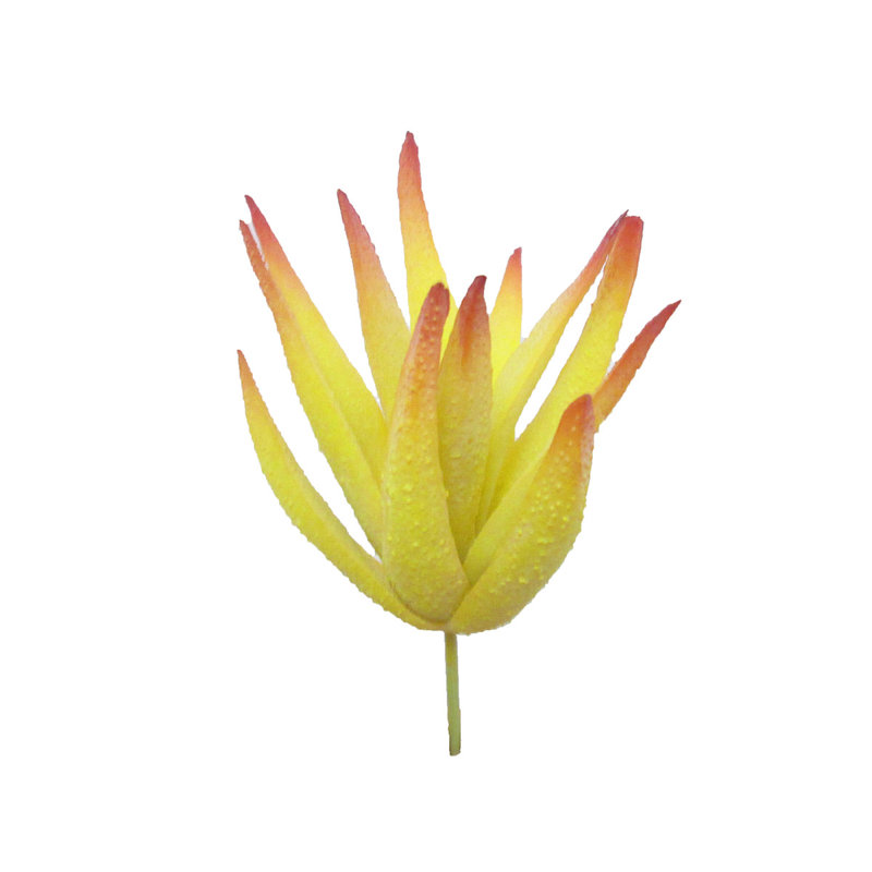 Aloe Vera Succulent Plant, Yellow