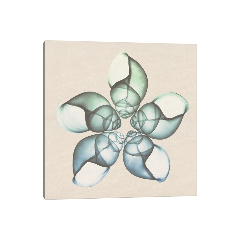 Seaside Star II by Albert Koetsier - Wrapped Canvas Print, 30.48 cm H x 30.48 cm W