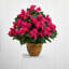 Arrangements floraux en pot