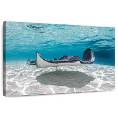 Crowle Cayman Palms Stingray