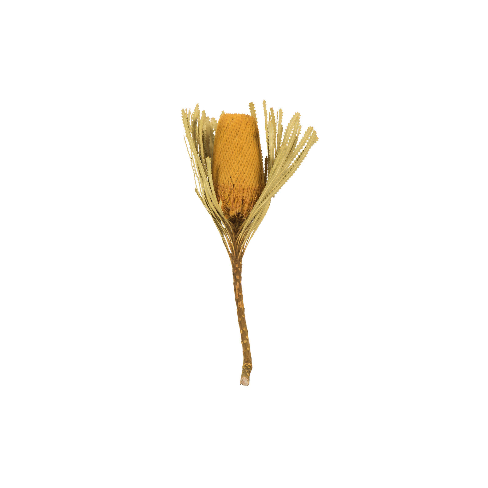 12" Jumbo Banksia Flower with Stem Dried, Yellow