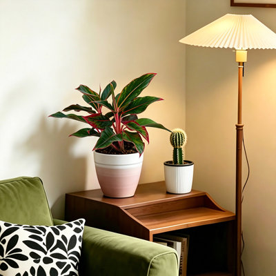 Live Aglaonema Chinese Evergreen in Decorative Planter