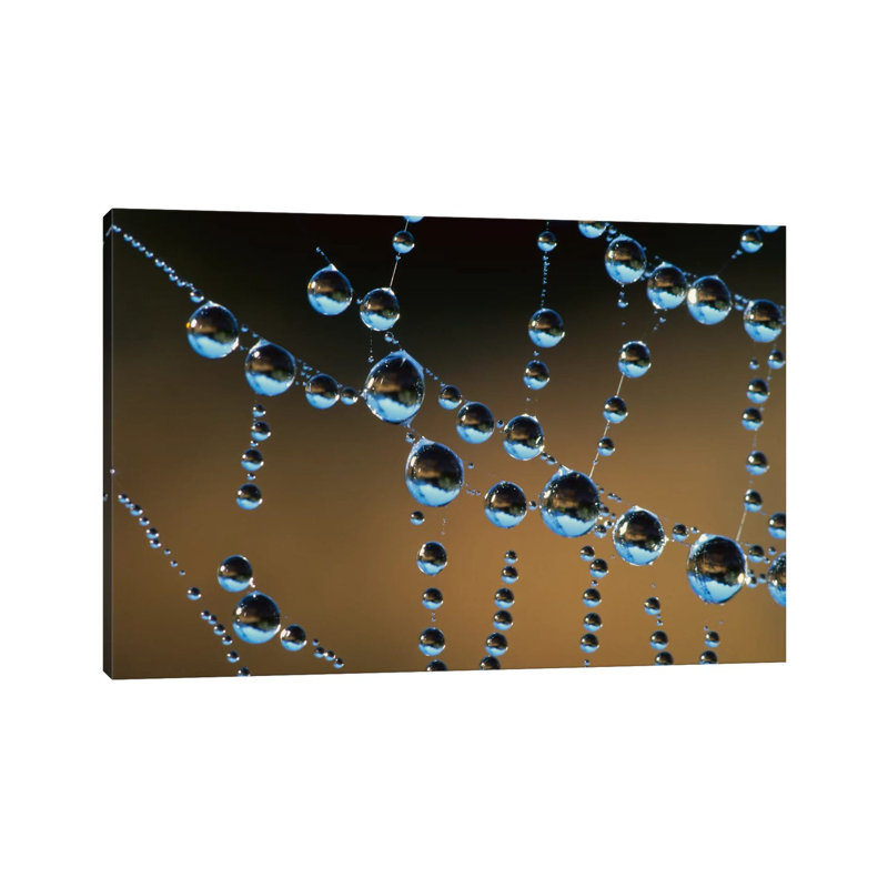 Raindrops On A Spider Web, New Zealand by Andy Reisinger - Wrapped Canvas Print, 66.04 cm H x 45.72 cm W