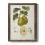 Toile encadrée de qualité supérieure Vintage Pears III - prête à être accrochée-2051489948-2051489951