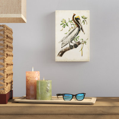 " Brown Pelican " by James Audubon Painting Print