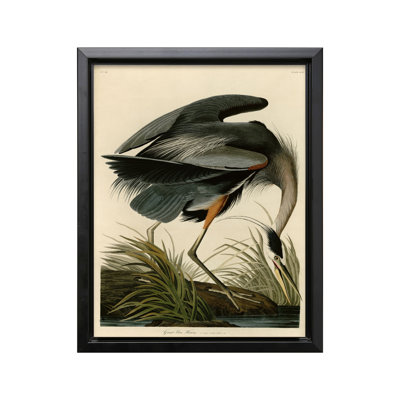 John James Audubon - Grand héron bleu
