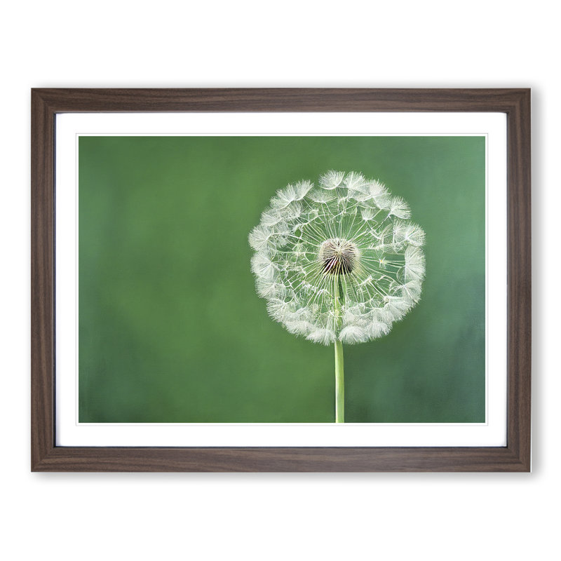 Excellent Dandelion Flower - Framed Print, 46cm H x 64cm W x 2cm D, Walnut