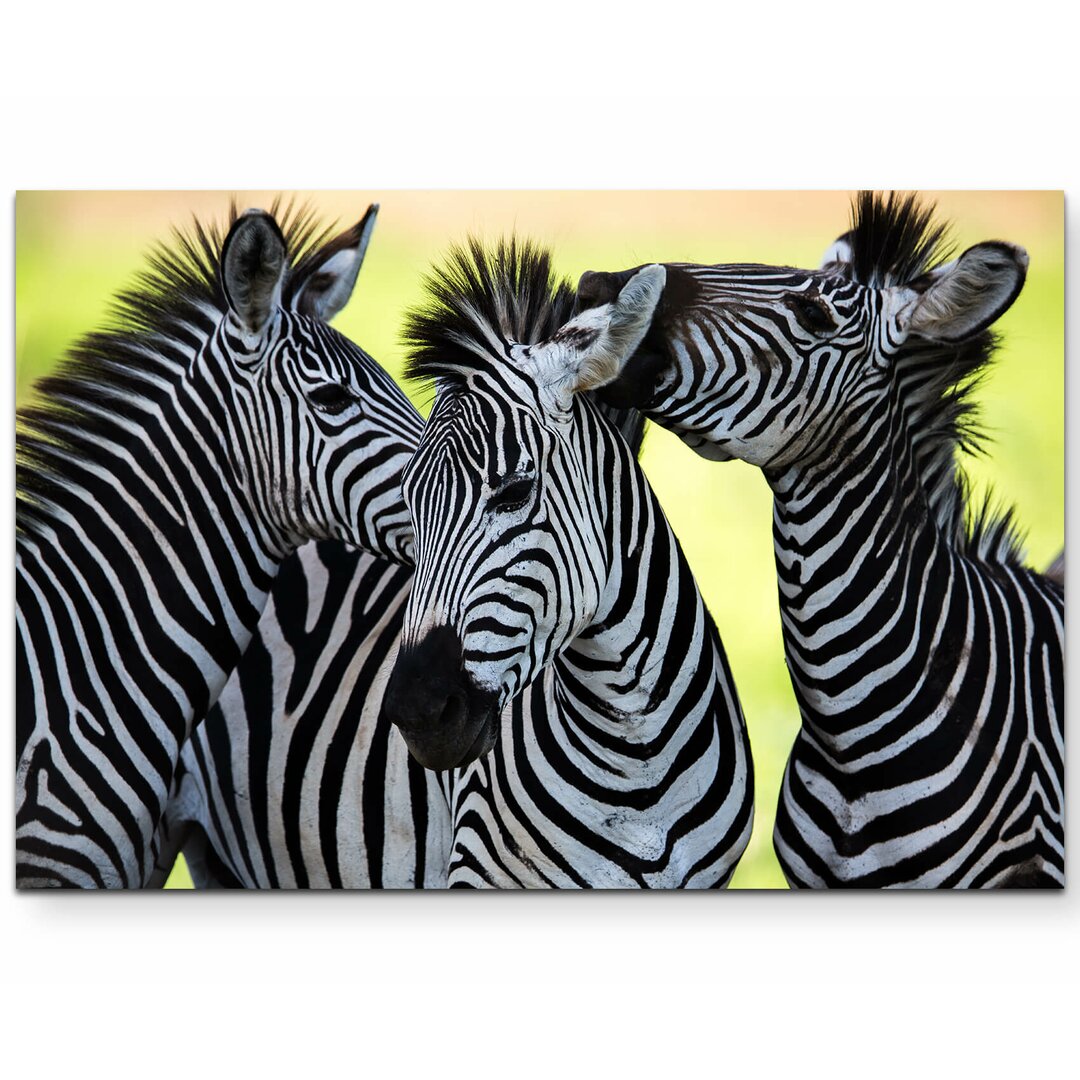 Leinwandbild Gesellige wilde Zebras