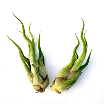 Air Plant Caput Medusae 3"-4"