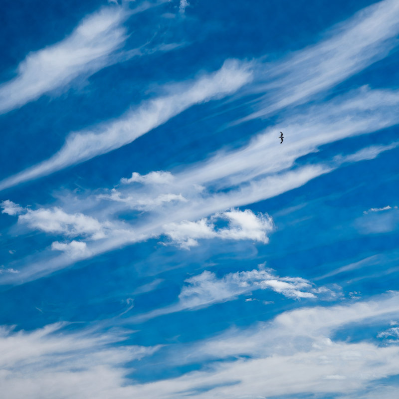 Ciel haut en bleu, H 30 po x l 30 po, Noir