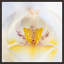 Orchidaceae Series Naples Yellow XII Print by Addison Jones-73903344-73903343