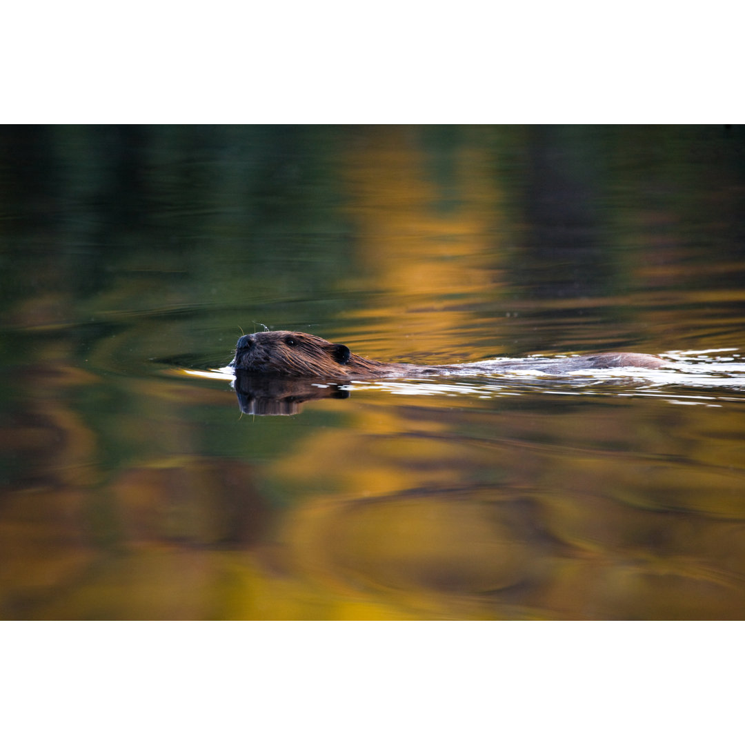 Schwimmen bei Wingmar - Drucken