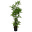 150cm Faux Moss Tree in Metal Planter-1516446488
