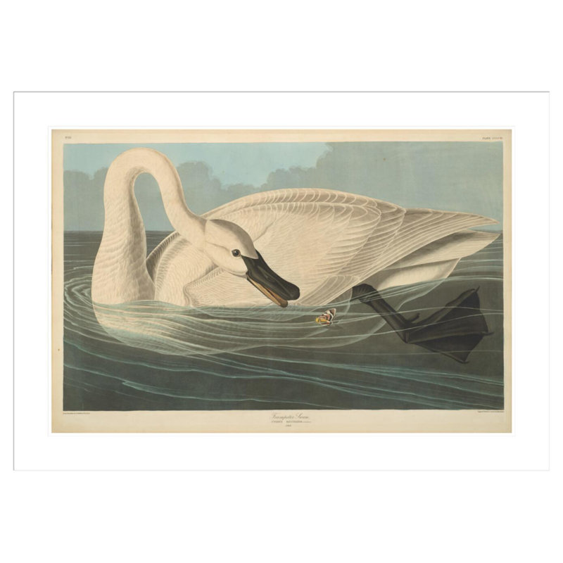«Trumpeter Swan» par John James Audubon, impression giclée sur cadre, H 29,9 po x l 41,5 po