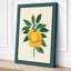 Lemon Study Botanical - Wrapped Canvas-176366577-176366586