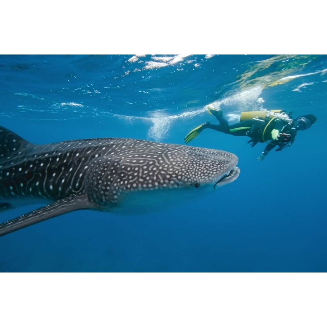 Leinwandbild Whale Shark And Underwater Photographer