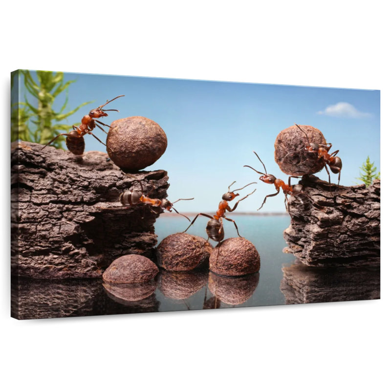 Barrage Brampt Ants