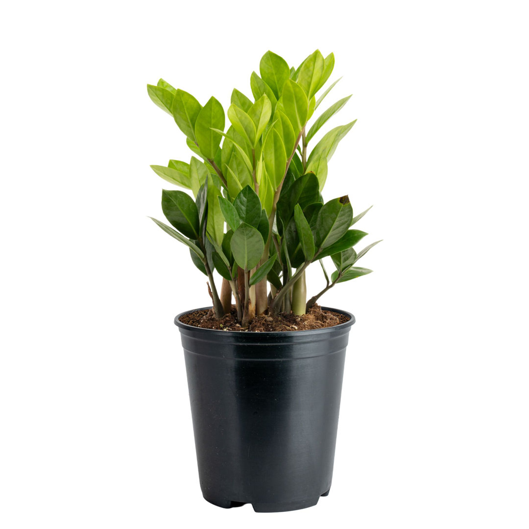 Costa Farms Indoor ZZ Plant Zamioculcas Zamiifolia House Plant in 6-inch Nursery Pot Costa Farms