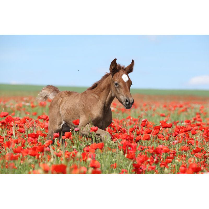 Arabian Foal 1 Piece Wrapped Canvas Wall Art, 30cm H x 46cm W x 3.8cm D