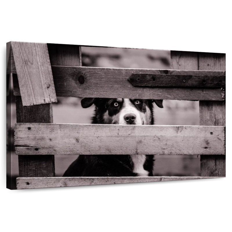 Crowle, regard de chien, H 8 po x l 12 po