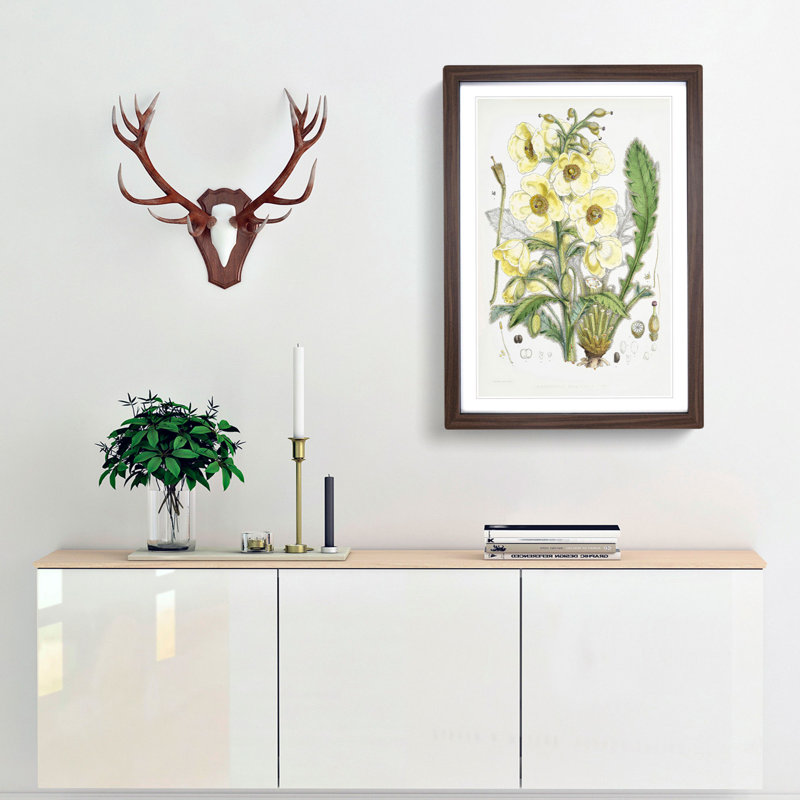 Himalayan Yellow Poppy by W. H. Fitch - Picture Frame Painting Print, Walnut Framed, 65cm H x 48cm W x 2cm D