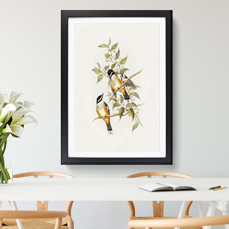 Buff-Sided Robins by Elizabeth Gould - Picture Frame Art Print, 65cm H x 48cm W x 2cm D, Black Framed