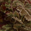 Barwick Velvet-817967446