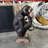Monkey Chimp Light Table Top Statue