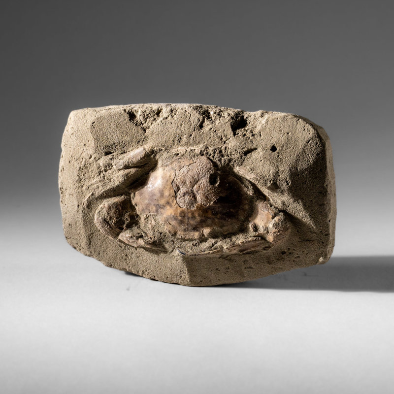 Charybdis Fossil Crab from Indonesia (261.5 Grams), 3" H x 0.25" W x 5" D