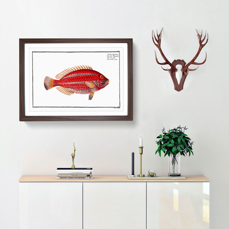Red Parrot-fish by M.E. Bloch - Picture Frame Painting Print, 27cm H x 36cm W x 2cm D, Walnut Framed
