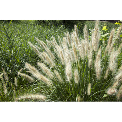 «Nyeshia Fountain Grass on Canvas» par 153 Studio Photographie