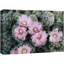 Cactus Desert Desert Southwest Ball Cactus rose sur-99543226
